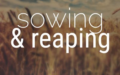 Sowing and Reaping – Neil Trollip
